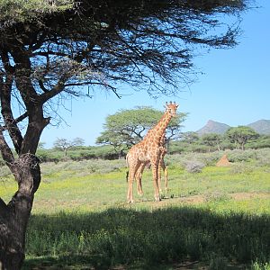 Giraffe Namibia