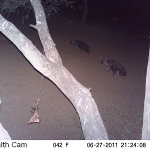 Brown Hyena Namibia