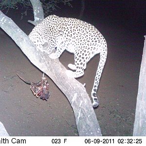 Leopard Namibia