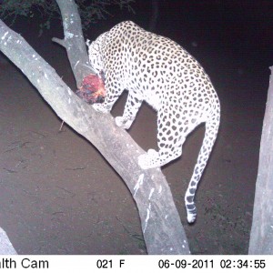 Leopard Namibia