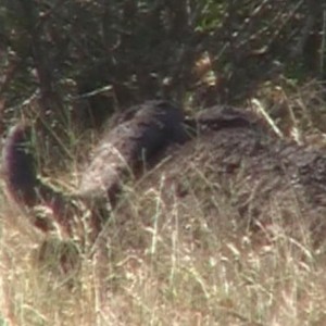 Big Cape Buffalo Kruger