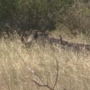 Big Cape Buffalo Kruger
