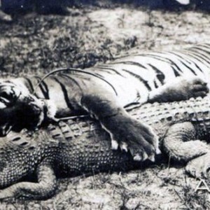 Tiger and Croc Hunting