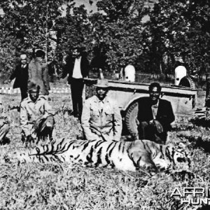 Tiger Hunting