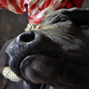 buffalo charge taxidermy mount