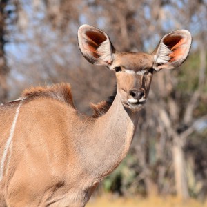 Kudu cow