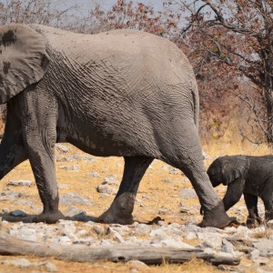 elephants in Etosha