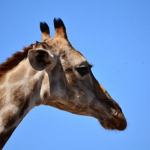 giraffe - Mylpaal