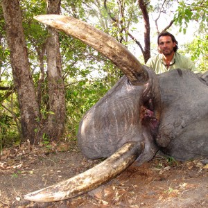 Elephant Selous game Reserve 011