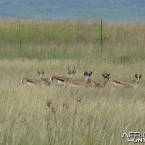 Springbok Bloodline from Botswana