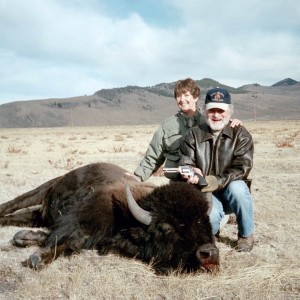 meat bison