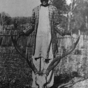 Barasingha or Swamp deer (Rucervus duvaucelii) Trophy