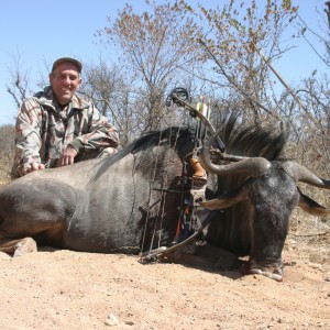 Limpopo Blue wildebeest