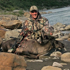 Alaskan Barren Ground Caribou