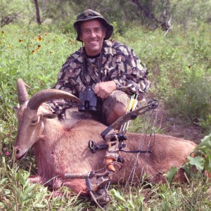 Aoudad