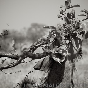 kudu, tree