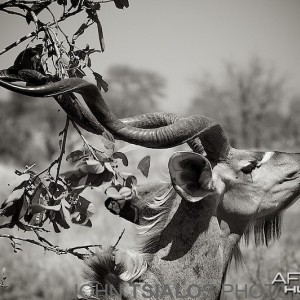 kudu, tree