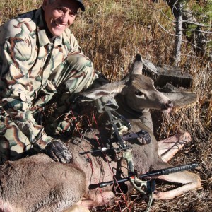 Rocky Mtn. Mule deer-Colorado