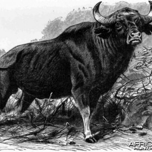 Bull Gaur