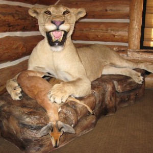 lioness and steenbok in prey scene