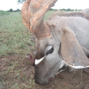 Three horned Greater Kudu hunted in Namibia