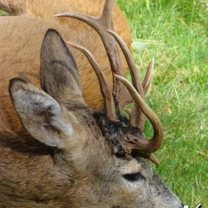 Roe Deer Hunting in Bulgaria