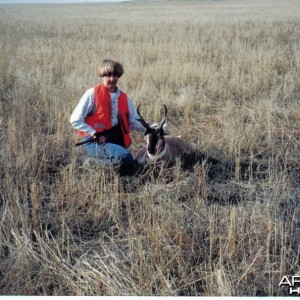 pronghorn antelope buck