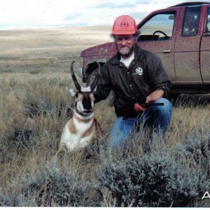 pronghorn antelope buck