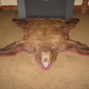 nice bear rug