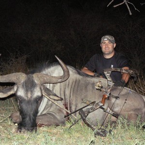 Bowhunting Blue Wildebeest in Namibia