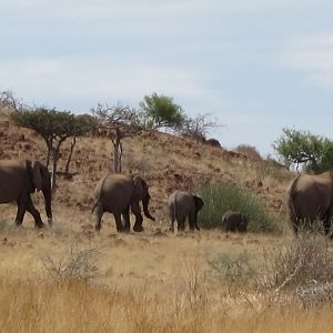 Elephant Damaraland Namibia