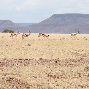 Springbok Damaraland Namibia