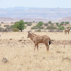 Damaraland Namibia