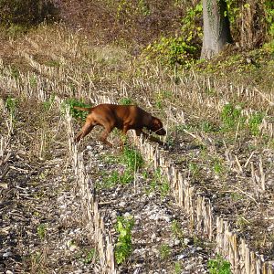 Vizsla Hunting in France