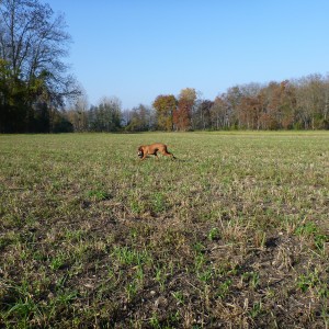 Vizsla Hunting in France