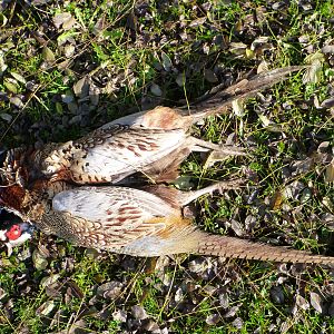 Pheasant Hunting in France