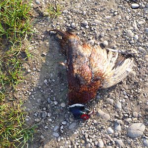 Pheasant Hunting in France