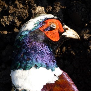 Pheasant Hunting in France