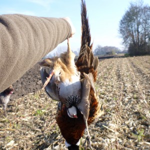 Pheasant and Partridge Hunting in France