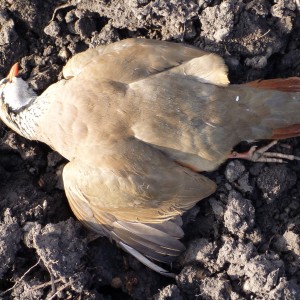 Partridge Hunting in France