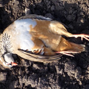 Partridge Hunting in France