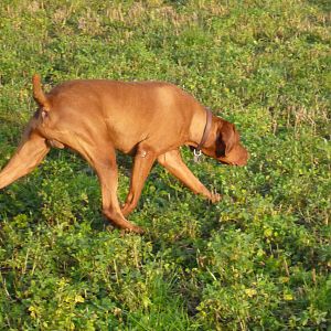 Vizsla Hunting in France