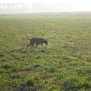 Vizsla Hunting in France