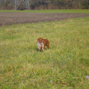 Vizsla Hunting in France