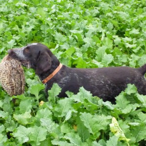 Drahthaar Hunting in France