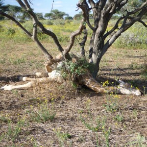 Dead Giraffe Namibia