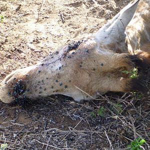 Dead Giraffe Namibia