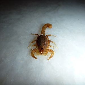 Scorpion Namibia