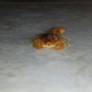 Scorpion Namibia