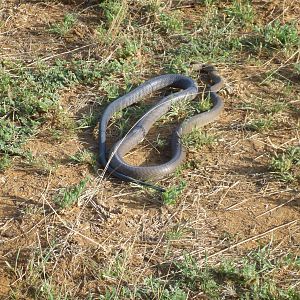 Black Mamba Namibia